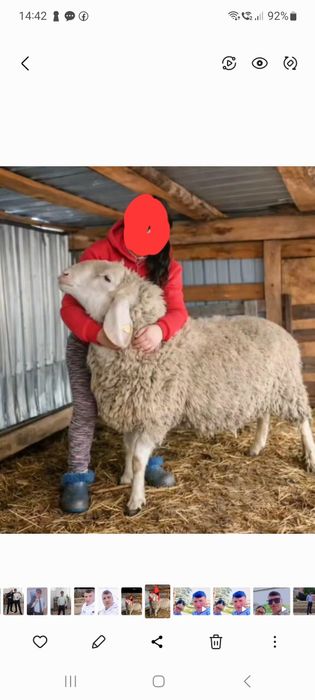 Mascul bergamasc de 3 ani