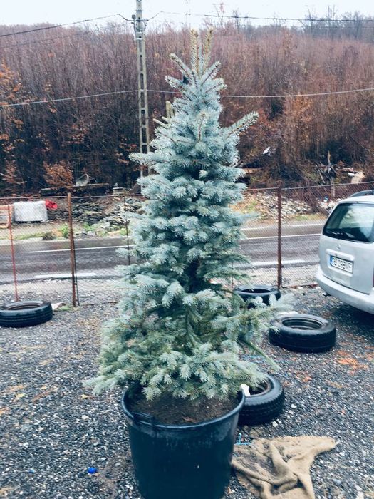 Tuia smaragd  catalpa mesteacăn