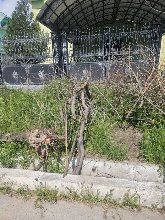 Дрова бесплатно  !