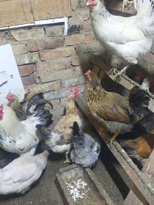 Продаются молодые куры и петух!