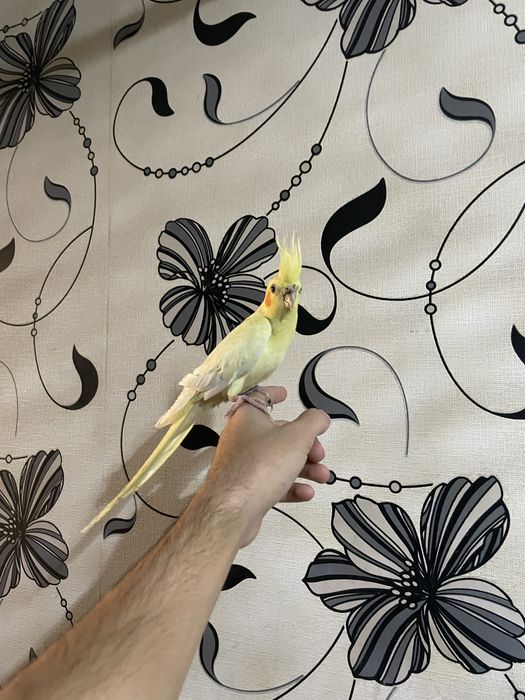 ручной кушла сотилади 6 та бор