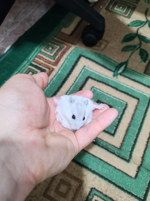 Хомяк Джунгарский