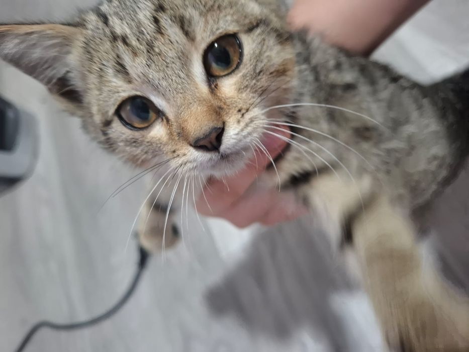 Очень красивый котенок, срочно, в добрые руки