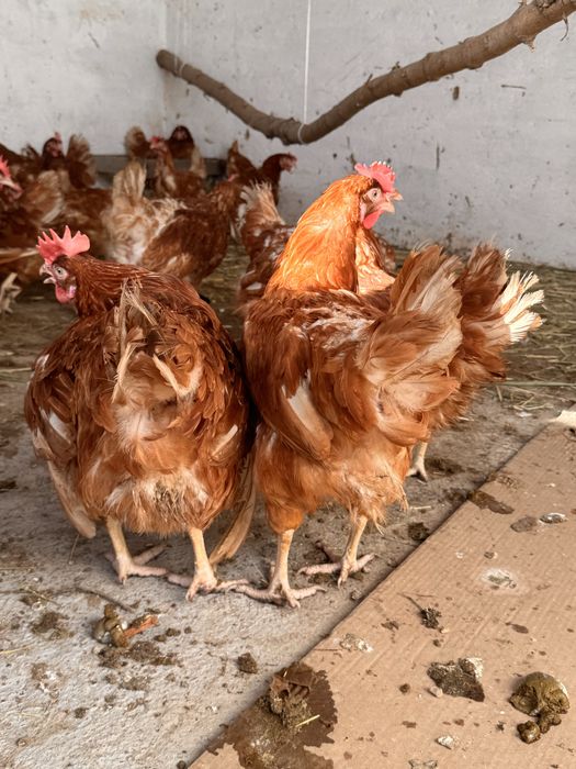 Ломан Браун тауық сатылады