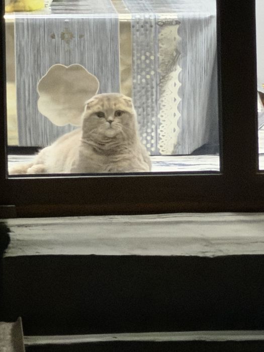 Skoch foold ogil bolla.  Vyaskaga ogil bolla