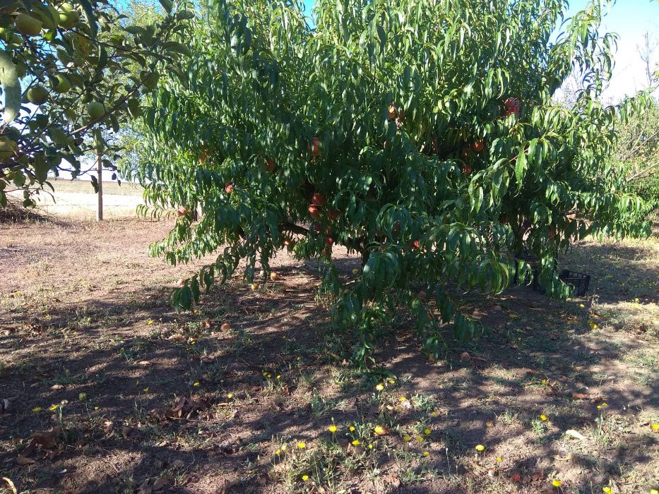 Продава се Земеделски имот в Шумен, Център -  кв.м за 3060 €/дка - Снимка #15