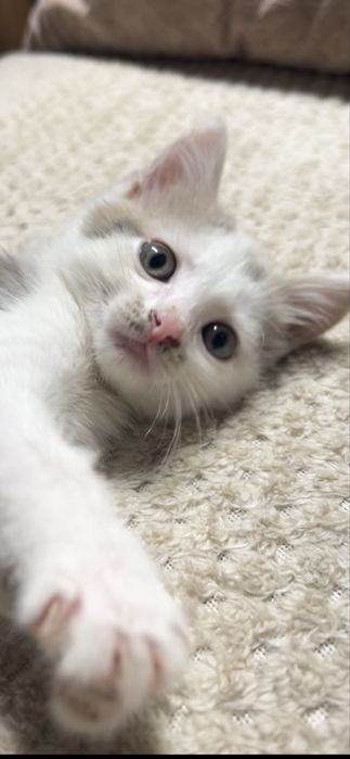 Котенок мальчик .