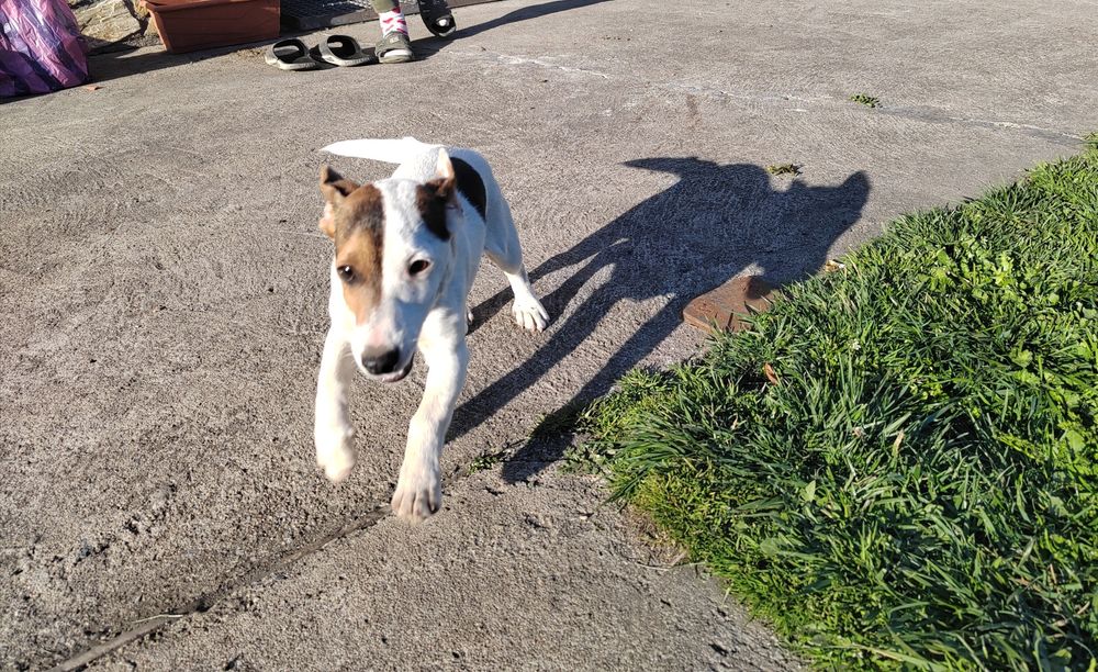 Джак Ръсел териер