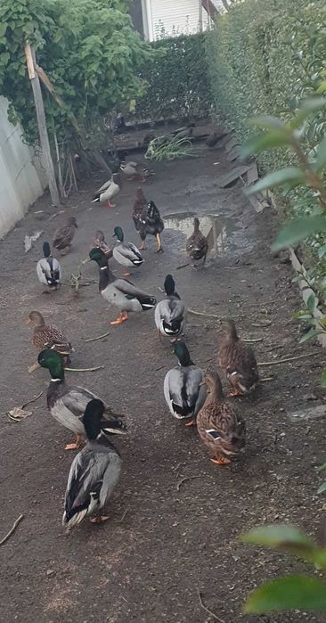 Патици -няколко чифта