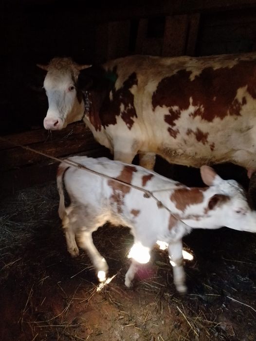 Junincă de vânzare