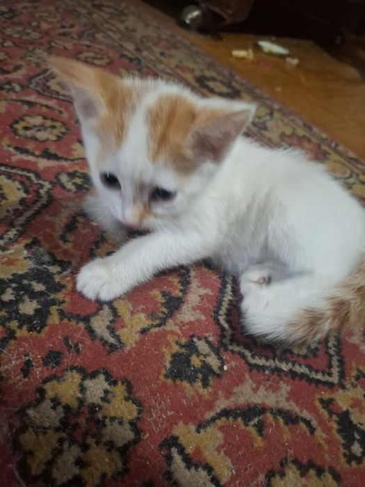 Котёнок 2 месяца