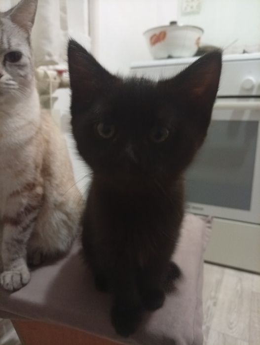 В добрые руки котенка