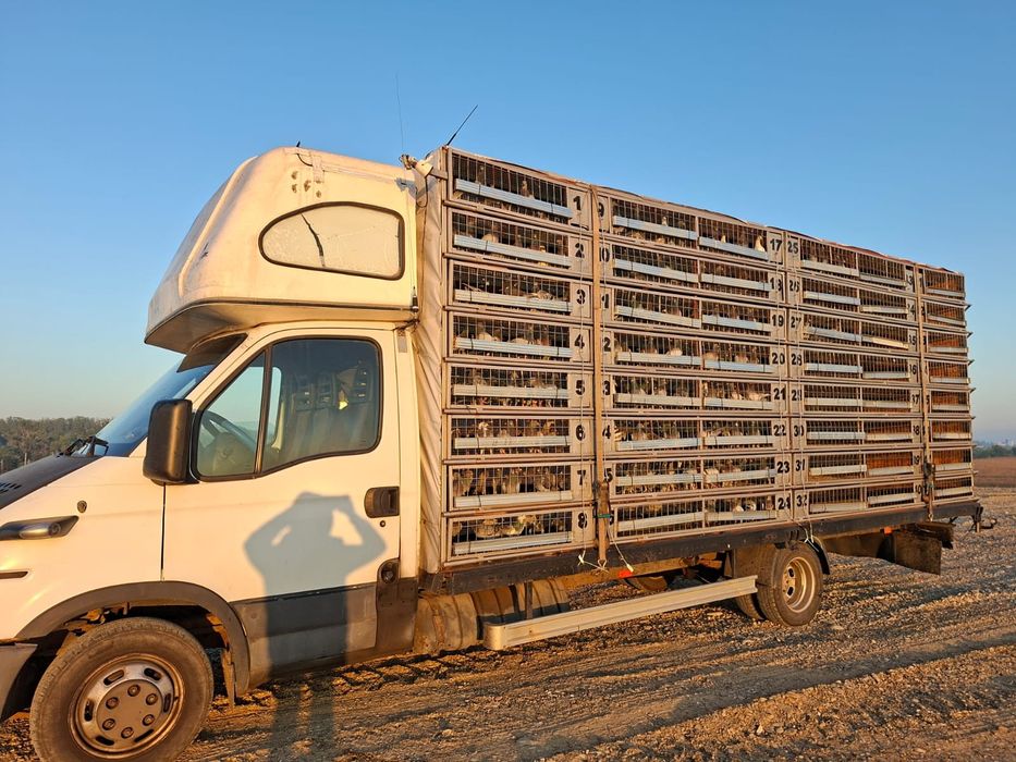 Autoutilitara porumbeii!