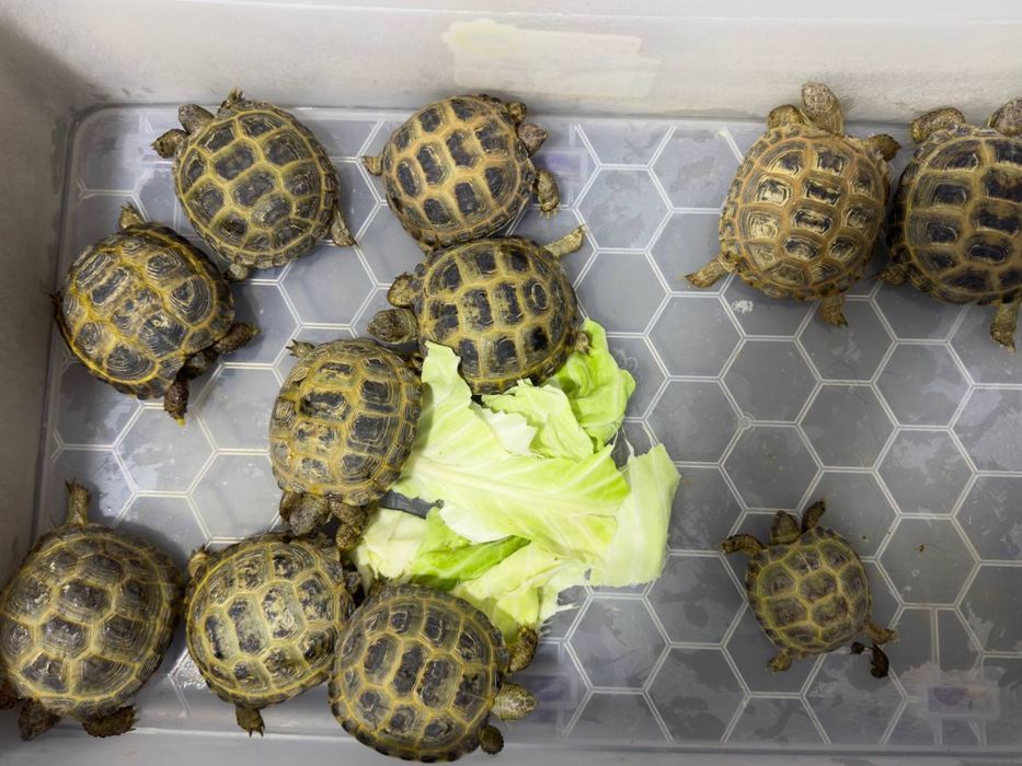 toshbaqa optim sotiladi