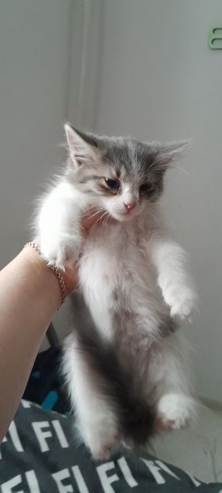 Отдам даром кошечку