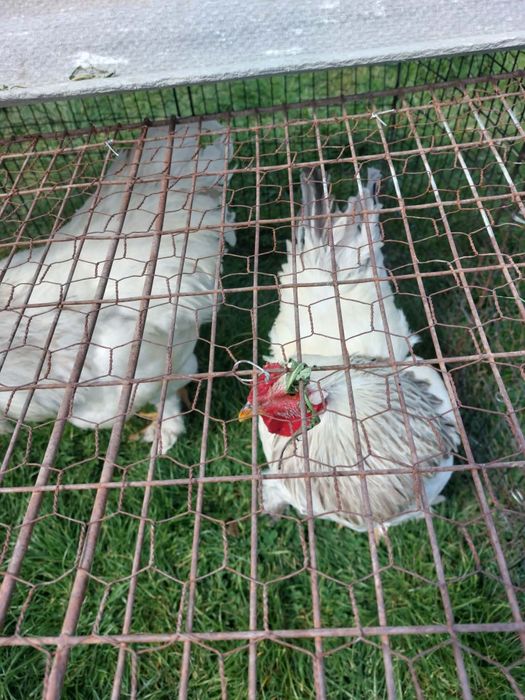 Cocoși brahma 150 de lei bucata