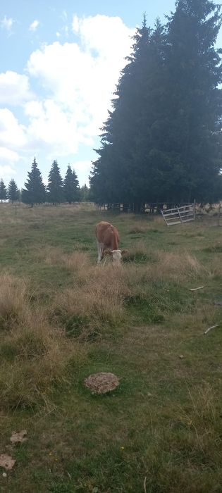 Juninca de 1 an de vanzare