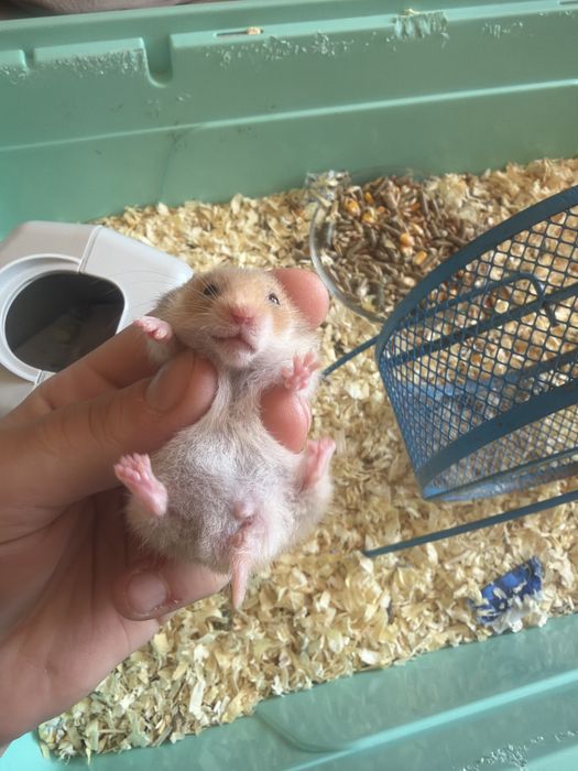 8 pui de hamsteri sirieni