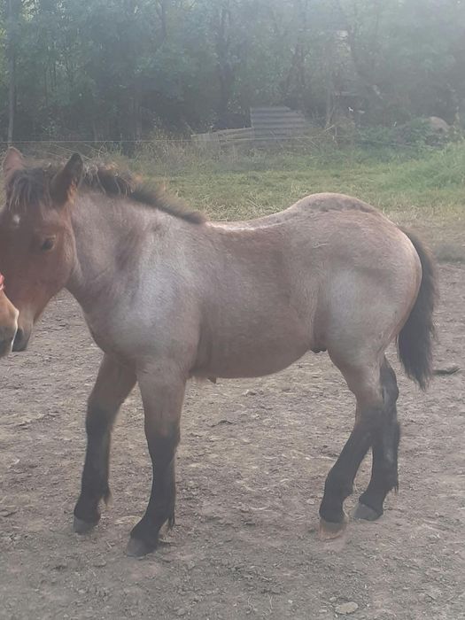 Mînz căluț de vinzare din cai grei.Mai multe detalii la nr  0742162823