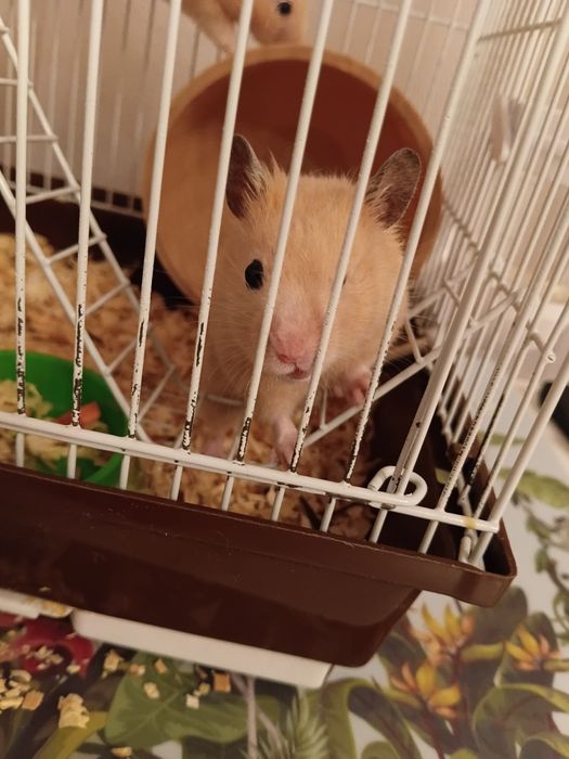 Продам сирийского хомяка