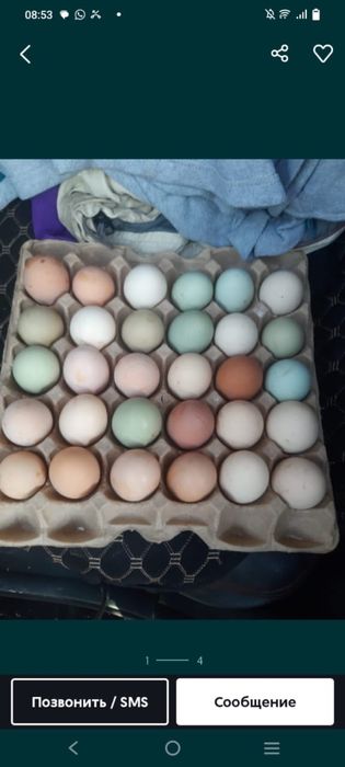 Яйцо инкубоционое