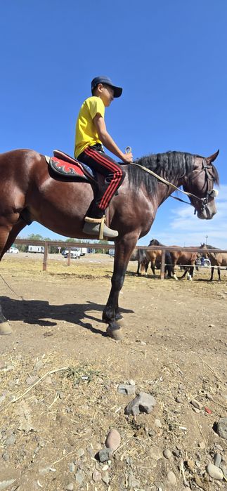 продам иноходцев