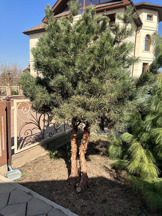 Ели голубые, сизые, елки и др.