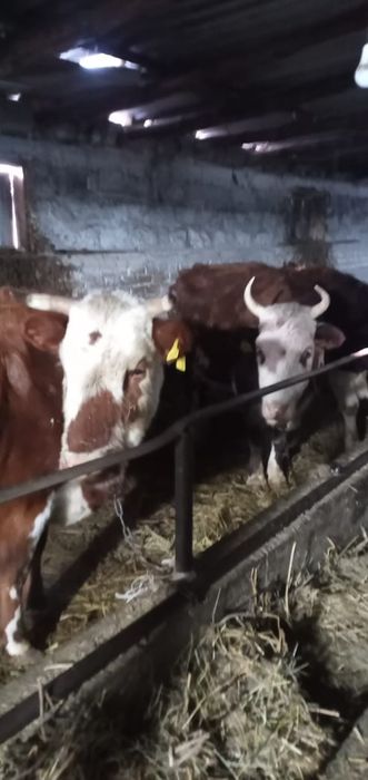 Коровы и жеребята