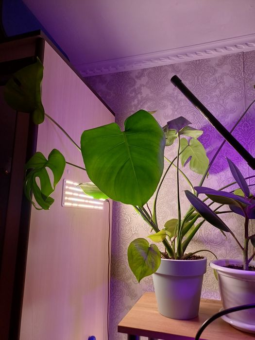 Монстера. Монстера