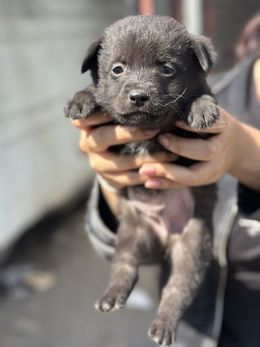 Щенок в добрые руки