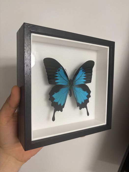 Rare Praying Mantis Butterfly Framed Insect Art Cadou Inedit Fluture Mantis Rama Decor Exotic 70 Euro Praying Mantis Butterfly Framed Art entomologice