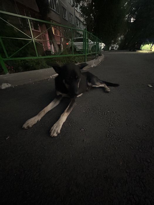 Отдам собачку в добрые руки