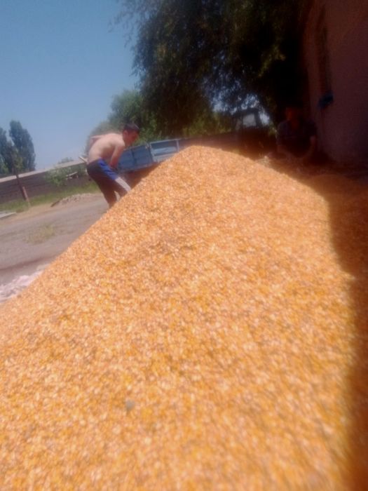 Макайи дон 120 кунлик