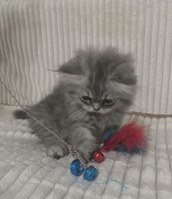 Персидские котята