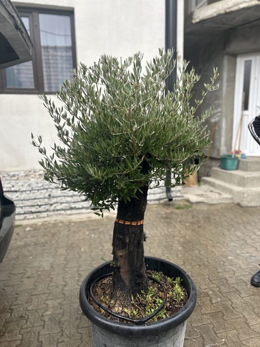 Maslin secular si bonsai de vazare