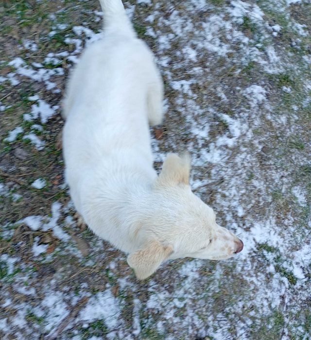 Подарявам бяло малко кученце