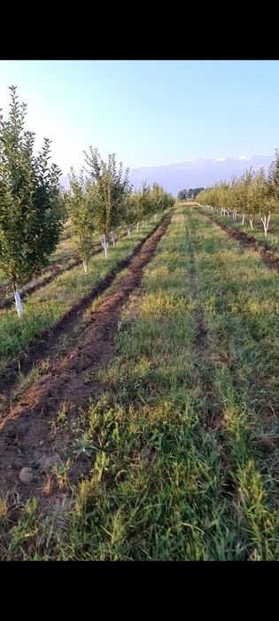 Сад яблоневый Иссык