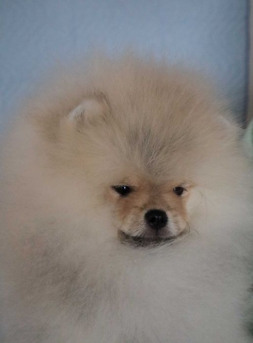 Страхотно момченце померан с родословие FCI