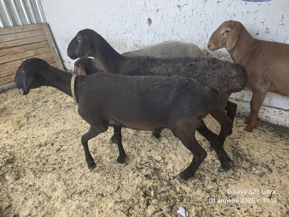 Sovliq qo‘yla 2 ta Куйлар сотилади совлик