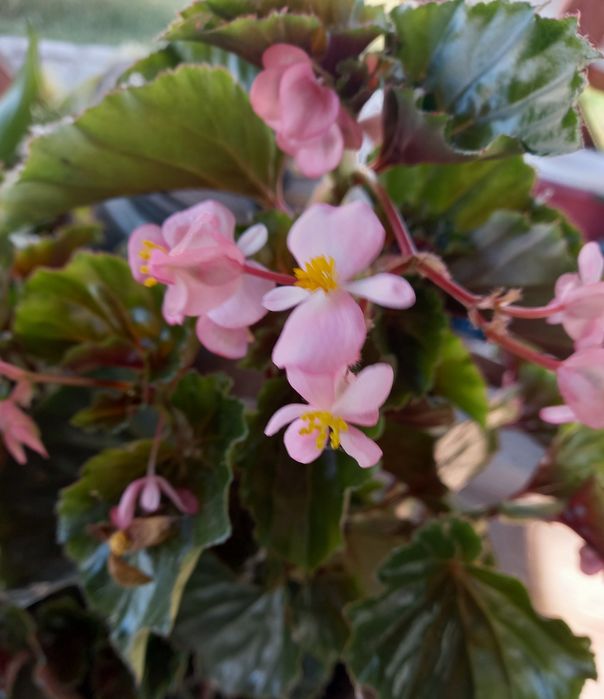 Продам декоративный, острый перец Чили