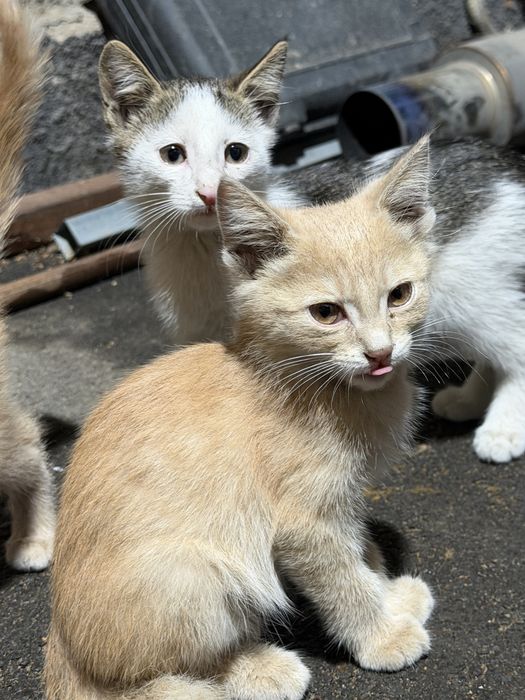 Котята нуждаются в доме,