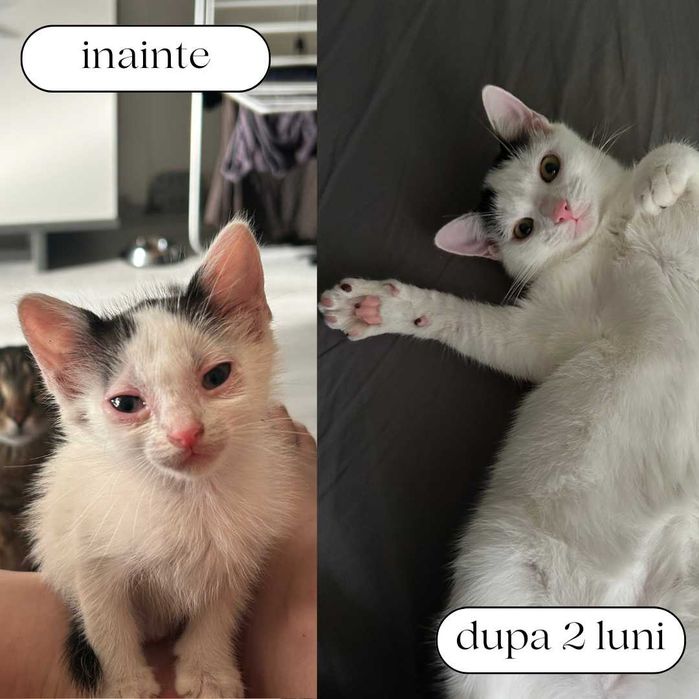 Pet Sitter București Sector 4 – Vizite la domiciliu pentru pisici și câini | Hrănire, plimbări, tratament |
