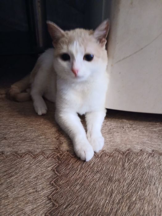 Отдам котенка  Люсю
