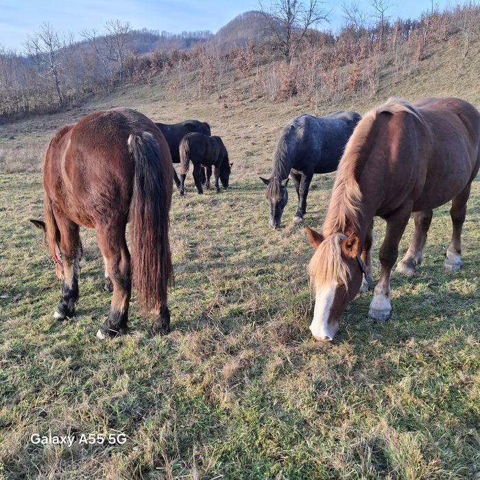 vând cai mânz de 1,5 ani 8500 lei și manza de 2,5 ani  3800 euro