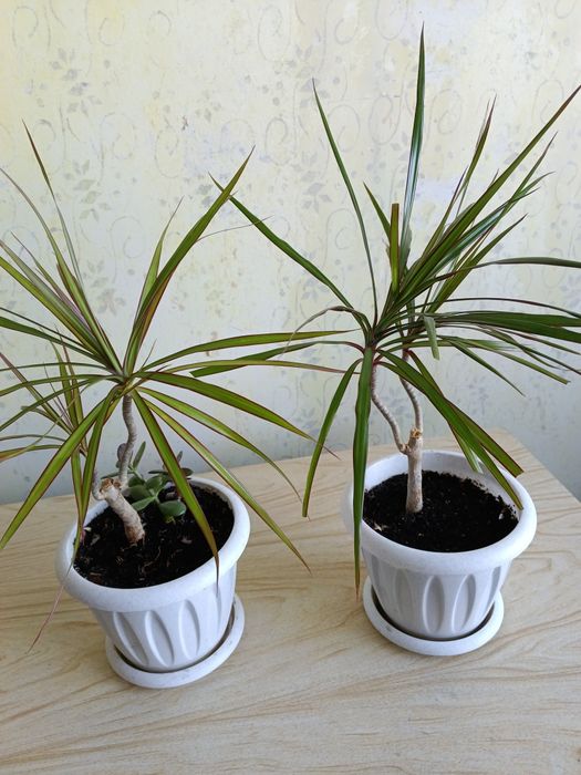 Продам цветок драцена