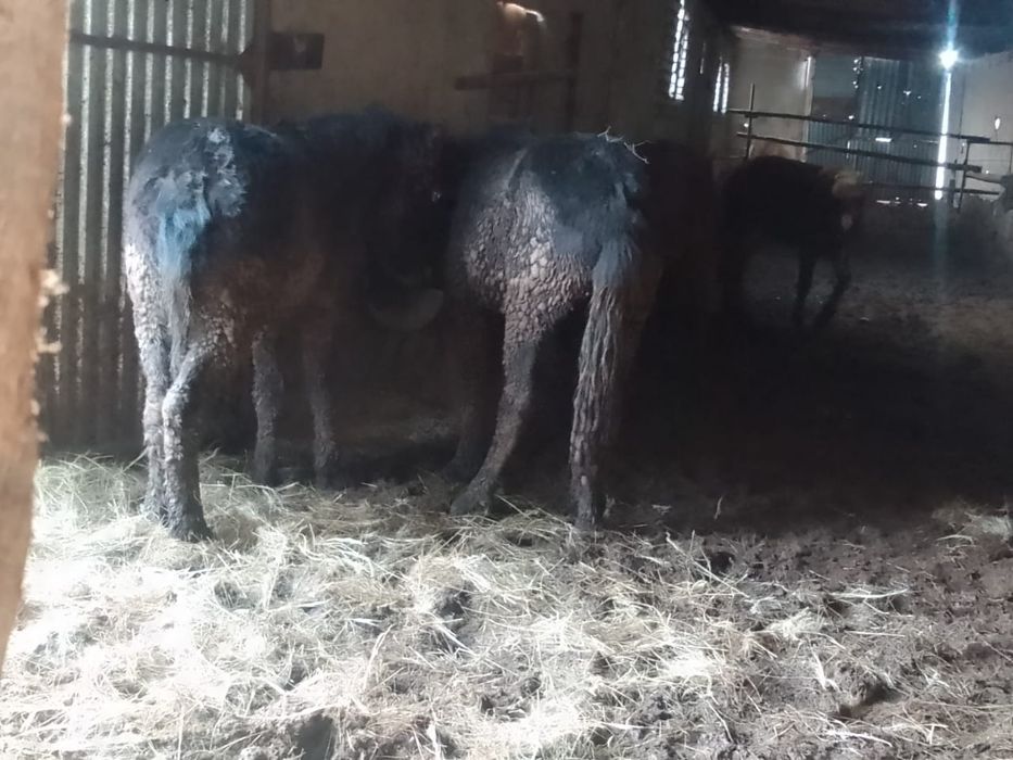 Продам откорм лошадей кунан