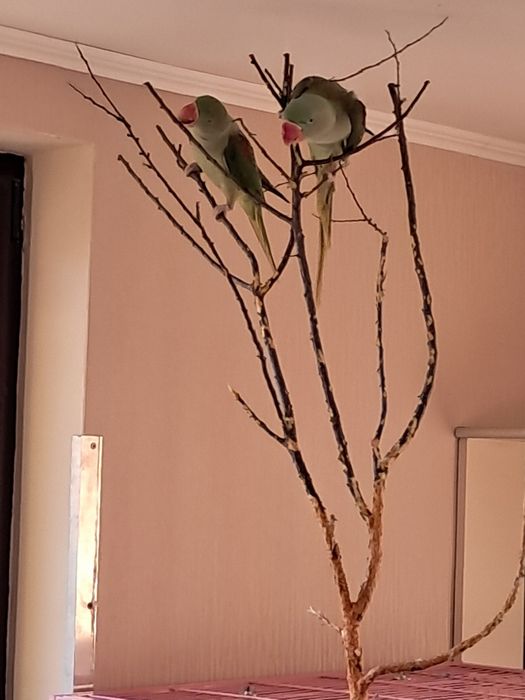 Papagali Marele Alexandru