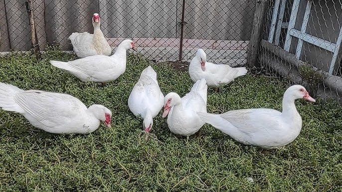 Индоутки индаутки