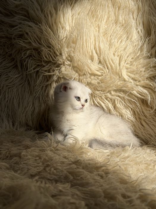 Продается Шотланский скотиш фолд и страйт