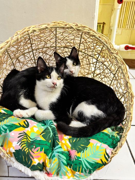 Котики бесплатно даром